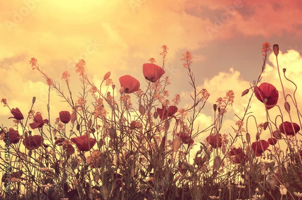 Fototapeta poppies field and sun