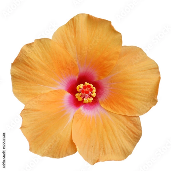 Obraz Light Orange Hibiscus on white background with path
