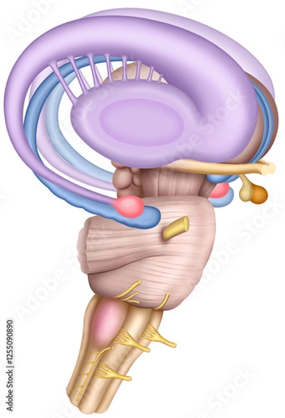 Fototapeta Schematic representation of the limbic system. The brain cluster is involved in emotions, memory, and behavior. including the amygdala, hippocampus, and hypothalamus.
