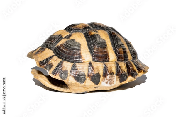 Fototapeta empty turtle shell isolated on white background,shot sideways