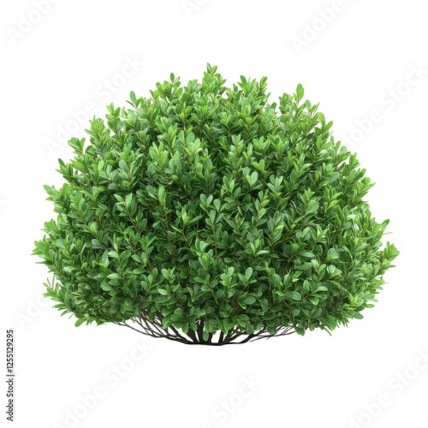 Fototapeta A lush, green bush displaying dense foliage with a rounded shape, ideal for landscaping and decorative purposes.