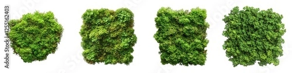 Fototapeta Vibrant Green Moss Clumps with Rich Texture on Transparent Background