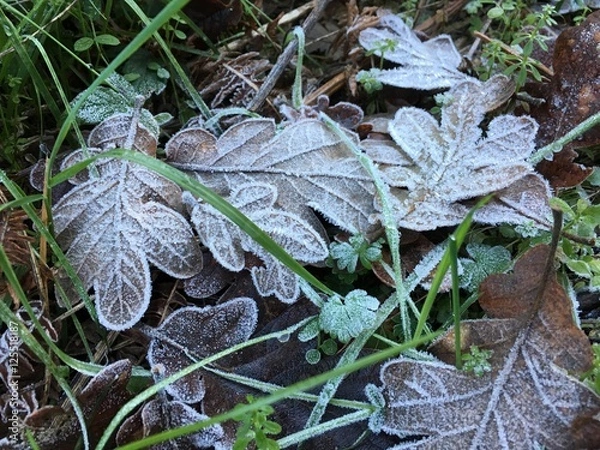 Fototapeta Frosted Leaves