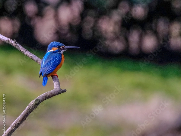 Fototapeta kingfisher