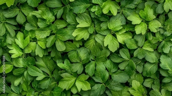 Obraz Close Up View Of Lush Green Leaves With Water Droplets