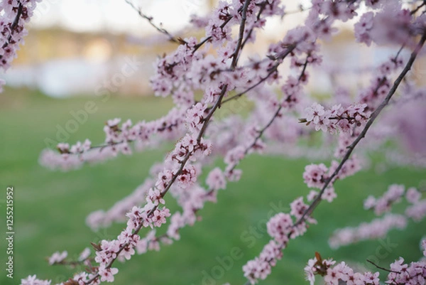 Fototapeta blooming cherry branch