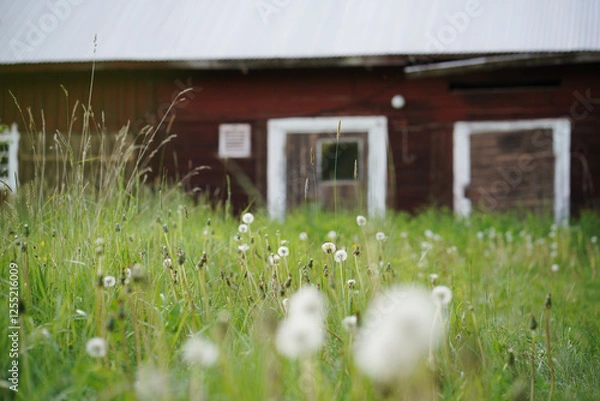 Fototapeta dandelion field