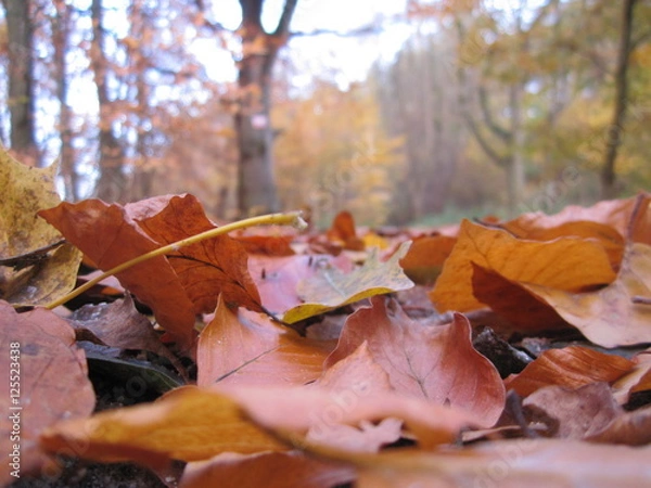 Fototapeta Осенний лес