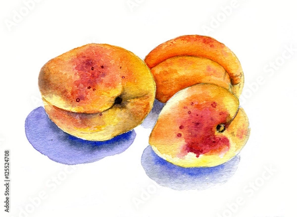 Obraz Three apricot. Watercolor sketch hand drawing