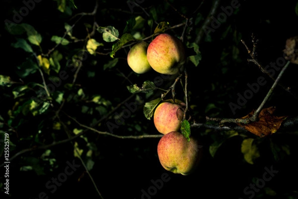 Fototapeta reife Äpfel an einem Baum mit alten Blättern in der Nacht