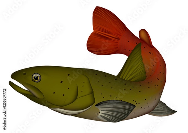 Obraz アムールイトウ　イラスト (Aaimen)