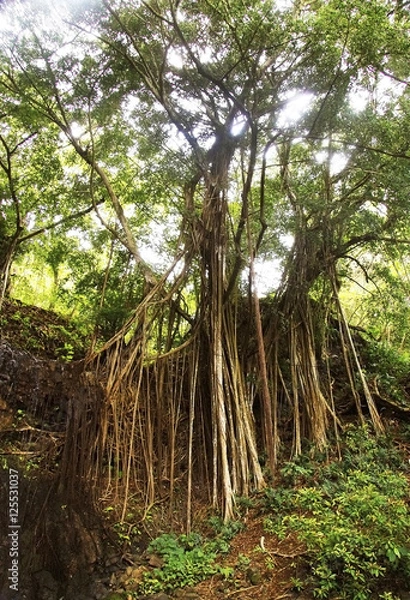 Fototapeta Banion Tree