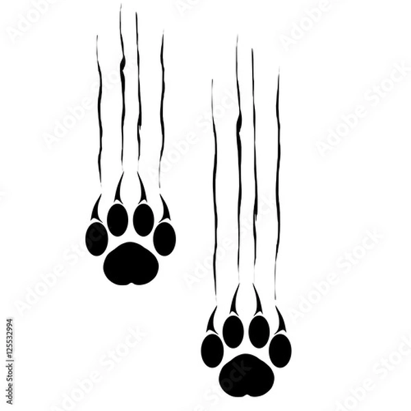 Fototapeta Footprints of a big cat. Panther or tiger traces. Vector