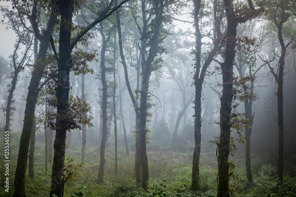 Fototapeta de grands troncs d'arbre sous un brouillard bleuté