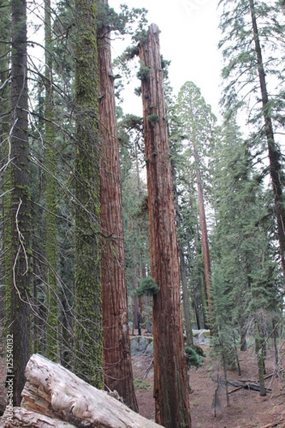 Fototapeta Sequioa National Forest