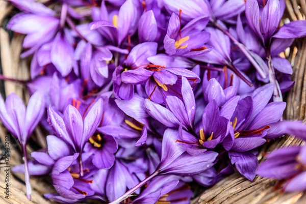 Obraz Cesta de azafrán