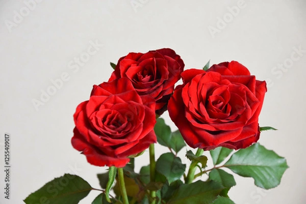 Fototapeta 赤いばら