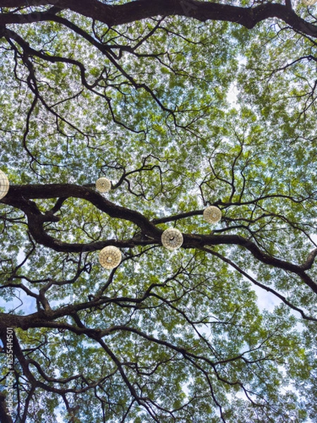 Fototapeta green tree branches