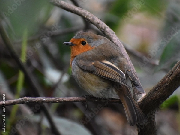 Obraz robin red breast