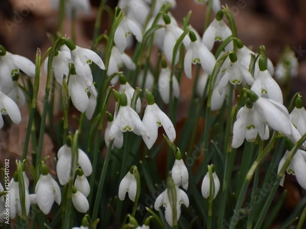 Obraz spring flowers snowdrops
