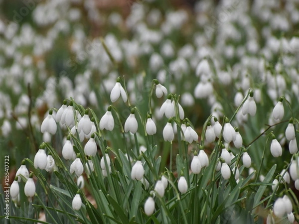 Obraz white spring flowers, snowdrops 