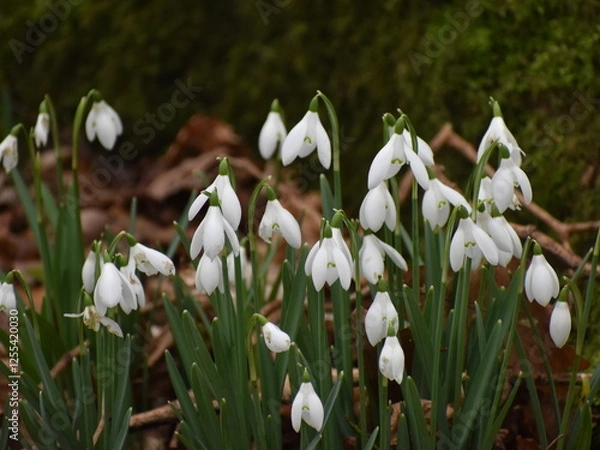 Obraz white spring flowers, snowdrops 