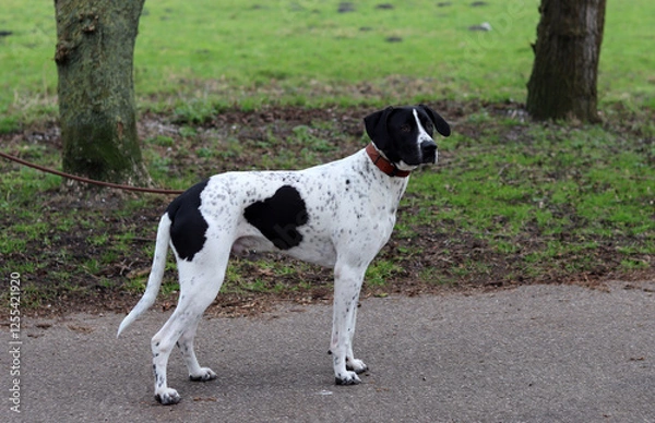 Fototapeta Dog training concept. A black and white dog walking on a leash in a park. Beautiful dog with heart shape spot on a side. 