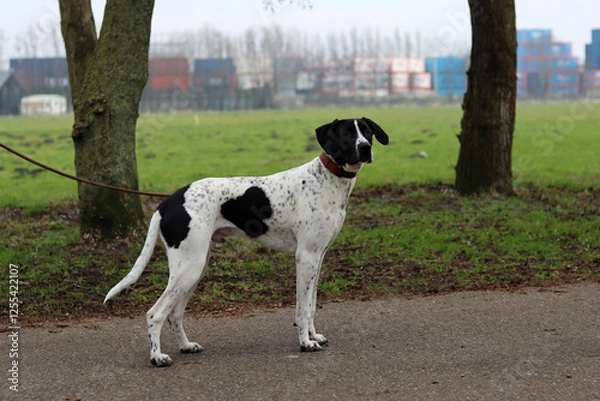 Fototapeta Dog training concept. A black and white dog walking on a leash in a park. Beautiful dog with heart shape spot on a side. 