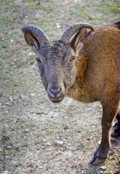 Fototapeta Кубанский тур на пастбище