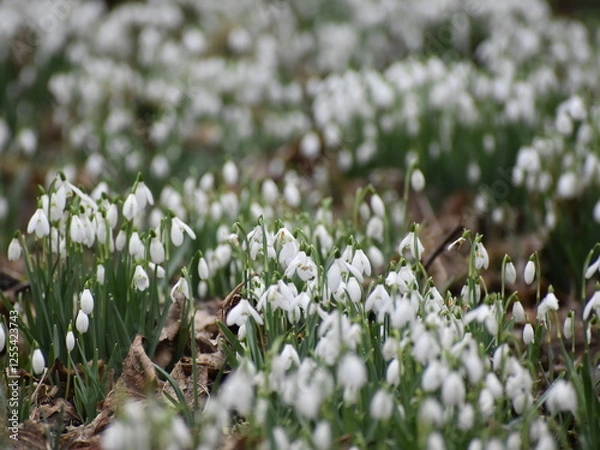 Obraz Snowdrops 