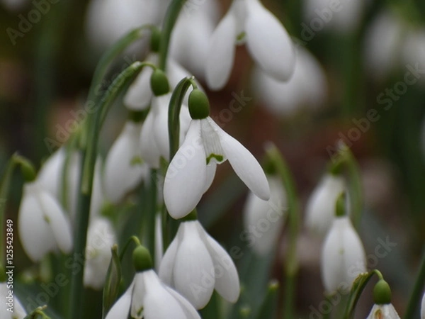 Obraz spring snowdrop flowers