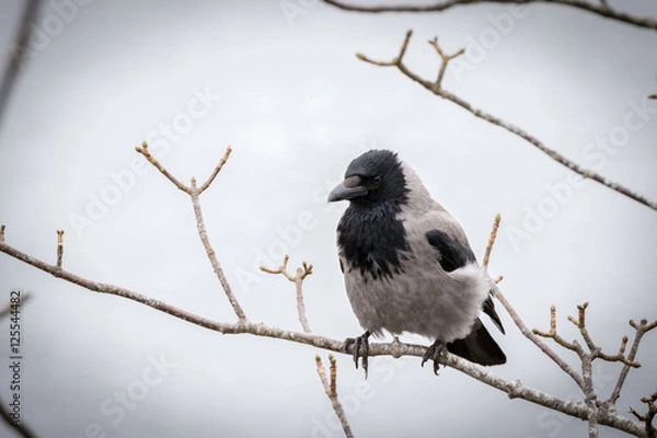 Obraz Hooded Crow