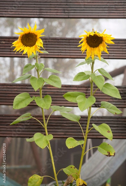 Obraz Two symmetrical sunflowers bloom in front of a rural fence