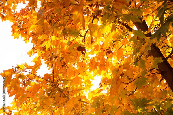 Fototapeta Herbstlich-bunte Blätter