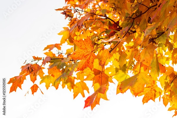 Fototapeta Herbstlich-bunte Blätter