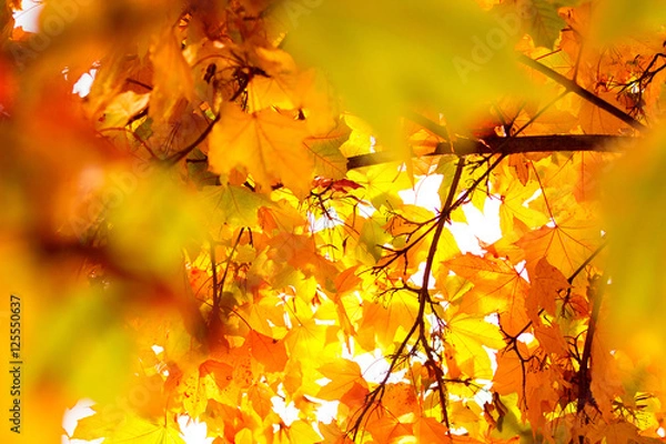 Fototapeta Herbstlich-bunte Blätter