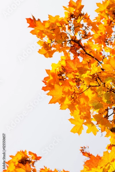 Fototapeta Herbstlich-bunte Blätter