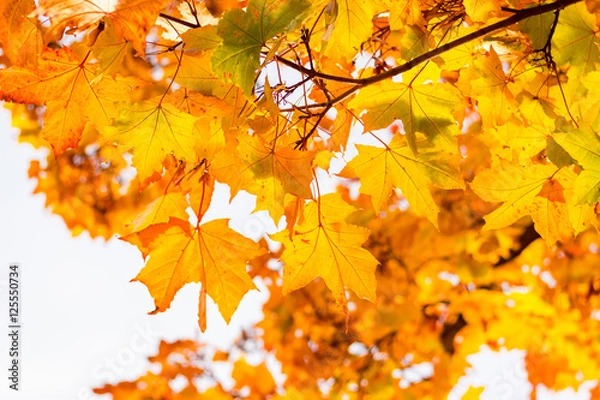 Fototapeta Herbstlich-bunte Blätter