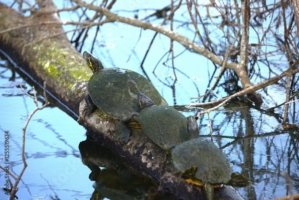 Obraz tree turtle on the branch in the ;ake