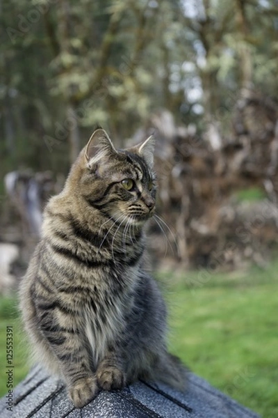 Fototapeta Sam the Cat - 2