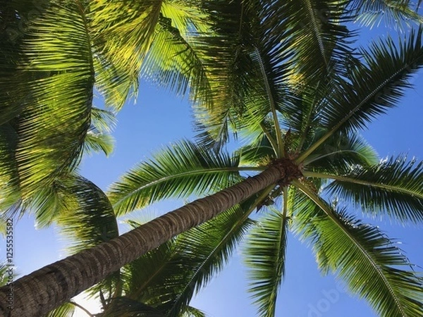 Fototapeta Under the coconut palm trees and blue sky