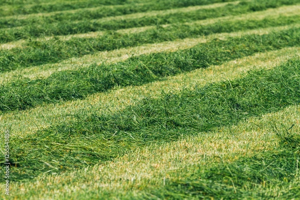 Obraz Mowed meadow in sunlight