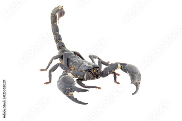 Fototapeta Scorpion isolated on white background