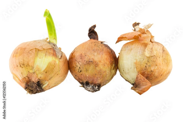 Fototapeta rotten onion isolated on white background