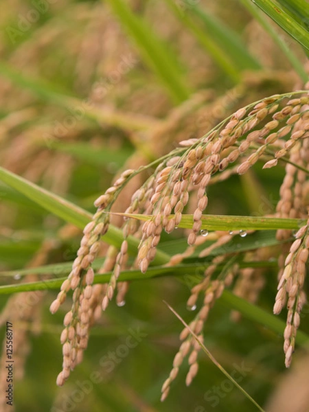 Obraz 実った稲穂