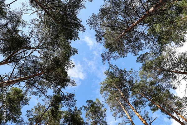 Obraz Upside wide angle view in the middle of forest trees.