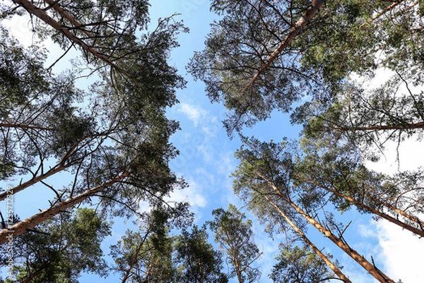 Fototapeta Upside wide angle view in the middle of forest trees.