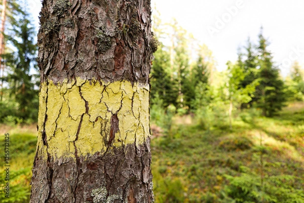 Fototapeta Close-up view of forest tree with green marking for planned cutting.