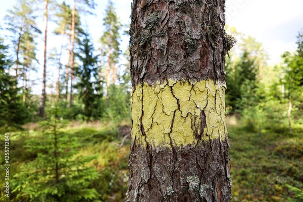Fototapeta Close-up view of forest tree with green marking for planned cutting.