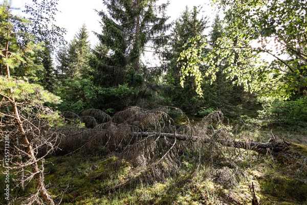 Fototapeta Landscape view of old, fallen tree in forest.